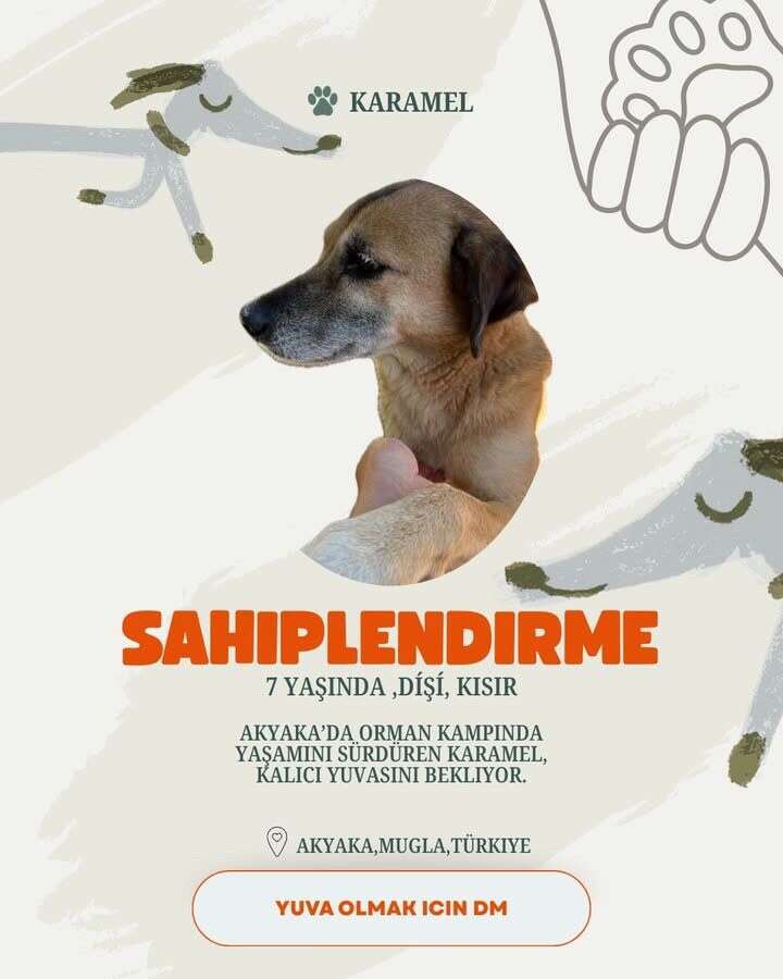 Akyaka’da 20 Köpek Yuva Bekliyor: Hayvanseverlerden Sahiplenme Çağrısı 10